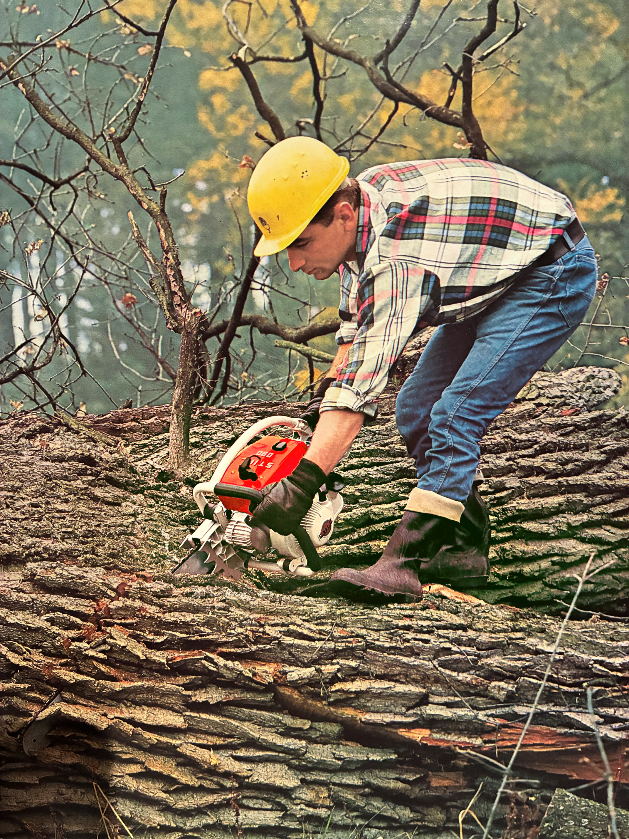 Ein Mann steht auf einem gro&szlig;en, gef&auml;llten Baumstamm und s&auml;gt ihn mit einer Motors&auml;ge in St&uuml;cke.