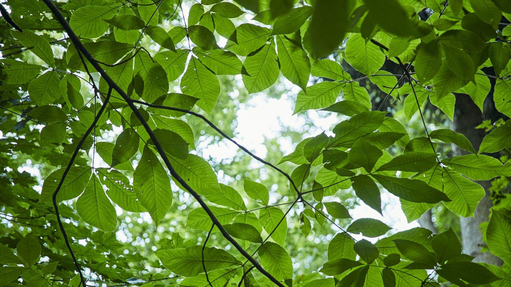 Blattwerk im Gegenlicht.