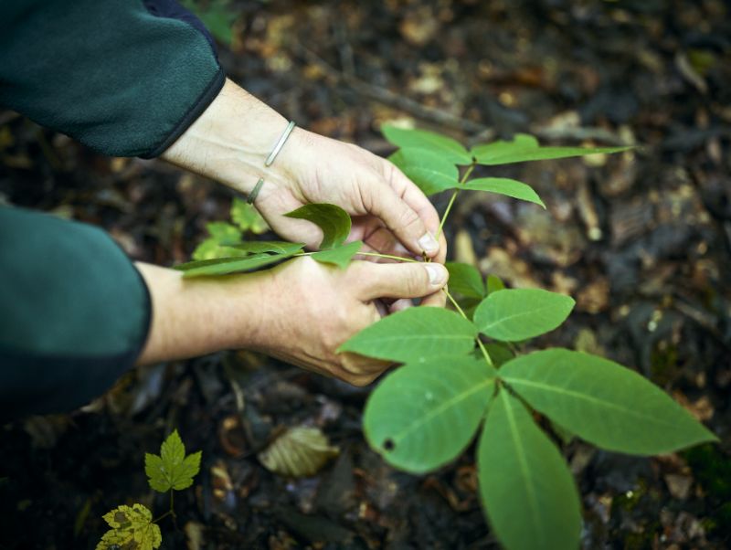 H&auml;nde pr&uuml;fen einen Baumsetzling.