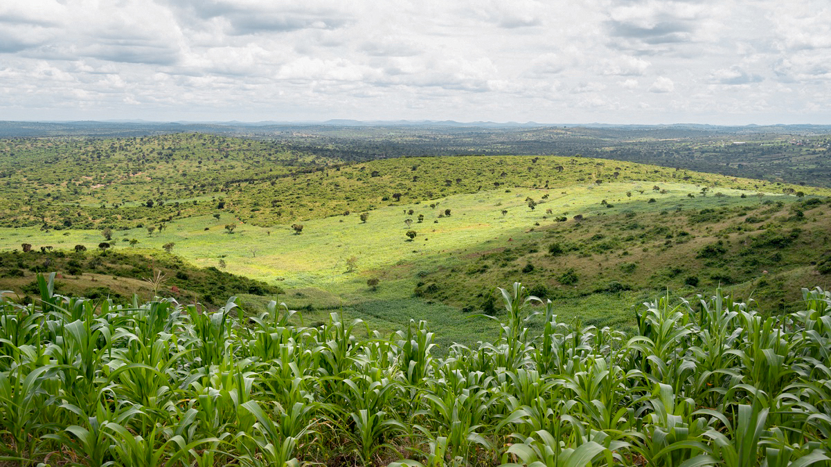 Eine gerodete Landschaft in Uganda.