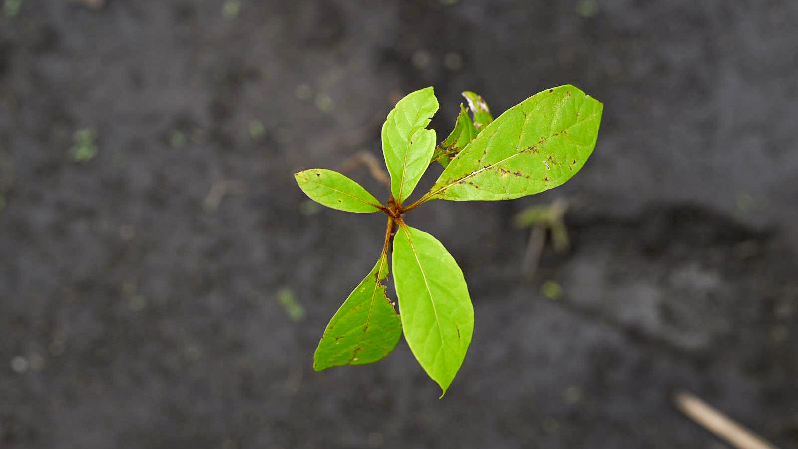 Ein gepflanzter Setzling.