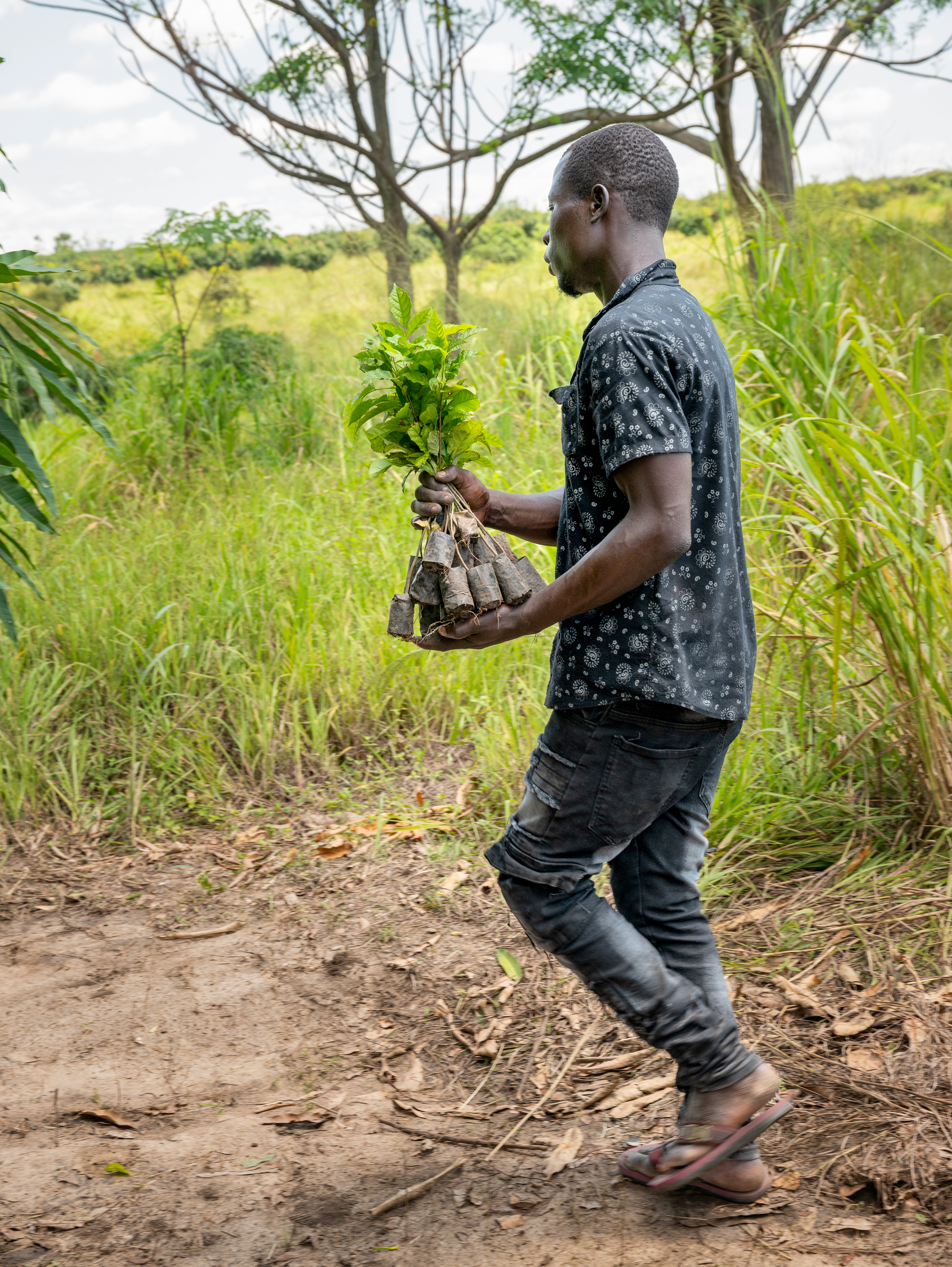 Ein Mann tr&auml;gt Setzlinge zu einem Feld in Uganda.