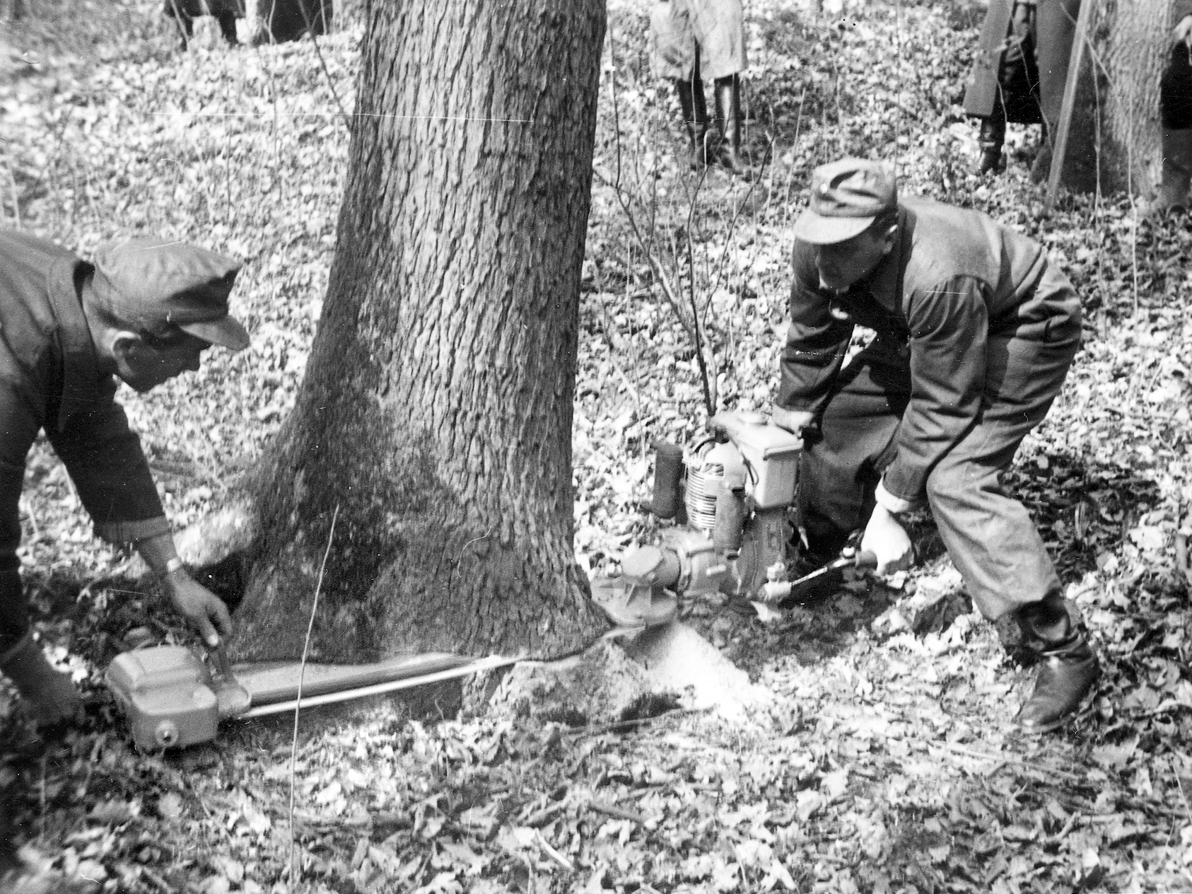 Zwei M&auml;nner s&auml;gen an einem Baum, Schwarz-Wei&szlig;-Foto.