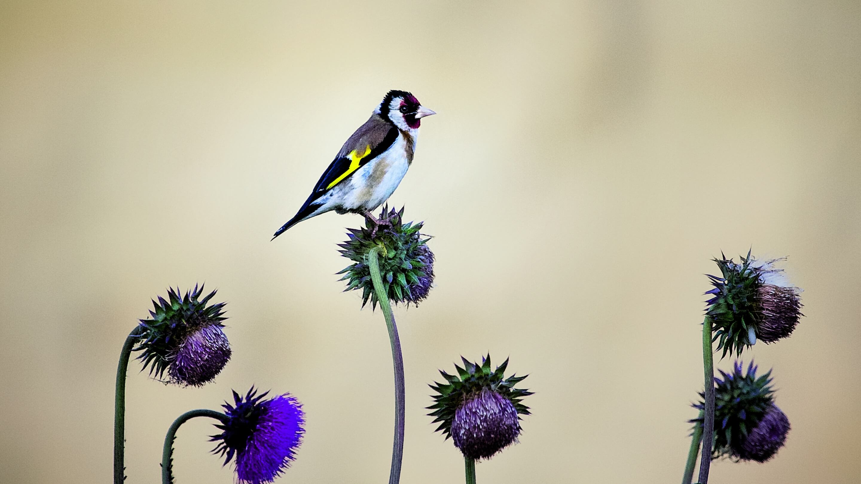 Ein Vogel der Art Stieglitz sitzt auf einer Bl&uuml;te.