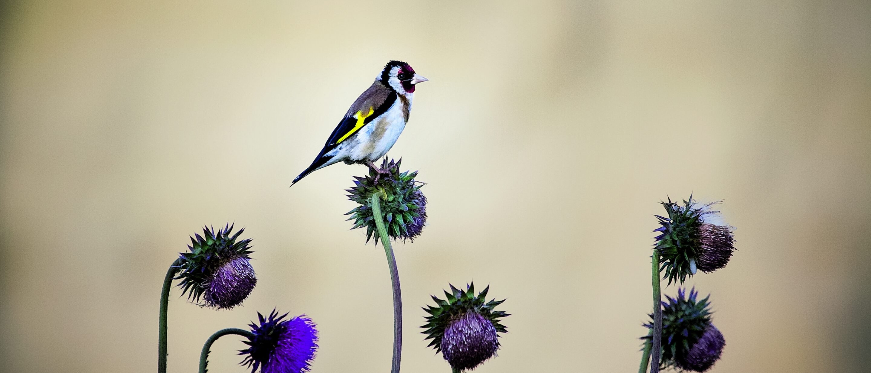 Ein Vogel der Art Stieglitz sitzt auf einer Bl&uuml;te.