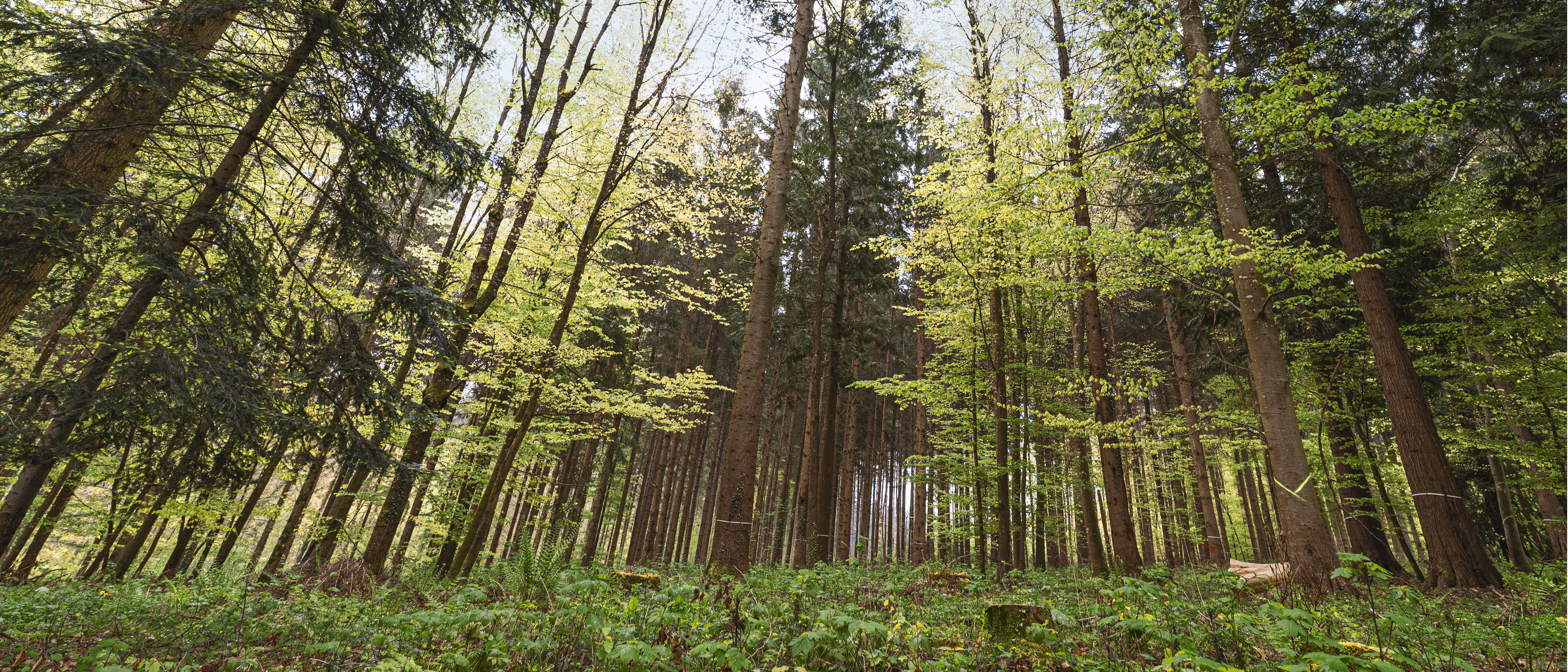 Ein strukturreicher Mischwald der gem&auml;&szlig;igten Zone.