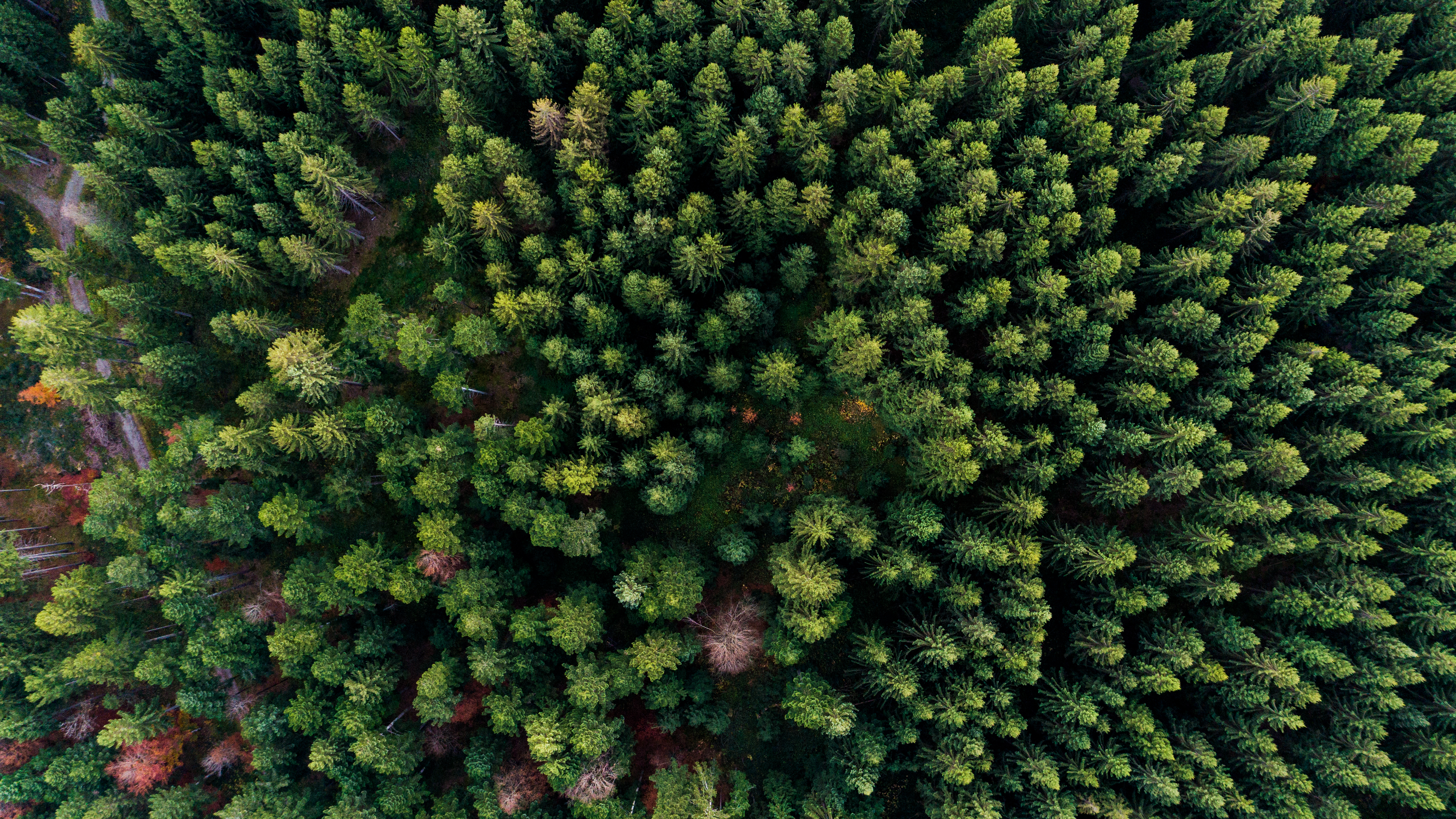 Ein Nadelwald aus der Vogelperspektive.